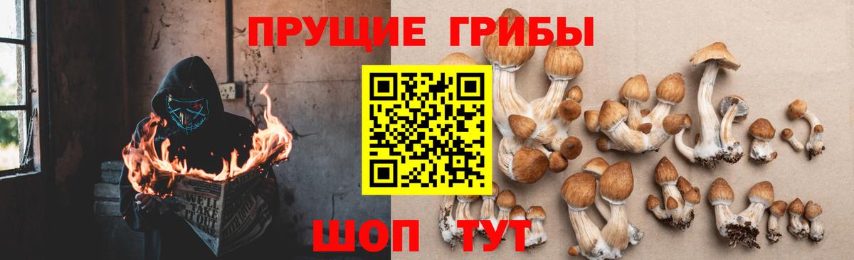 Псилоцибиновые грибы мицелий Новотроицк